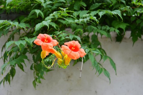 植物墻 民居綠化 生態(tài)環(huán)境