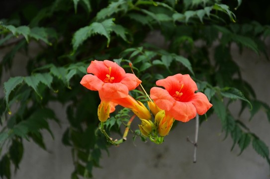 植物墻 民居綠化 生態(tài)環(huán)境