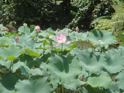 荷池