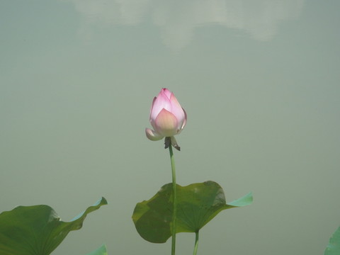 荷池