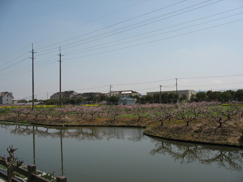 河畔桃園