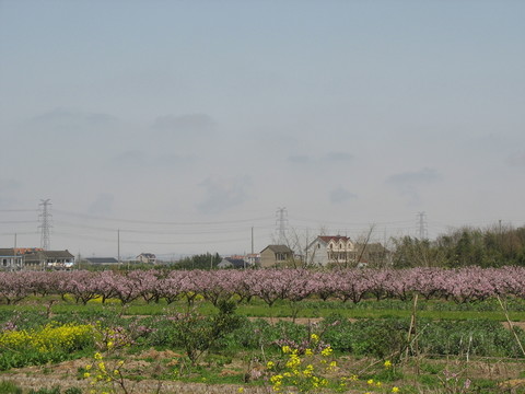 桃園