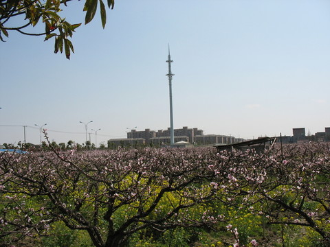 桃園