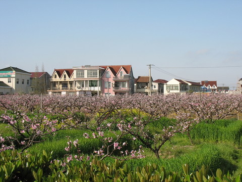 桃花村