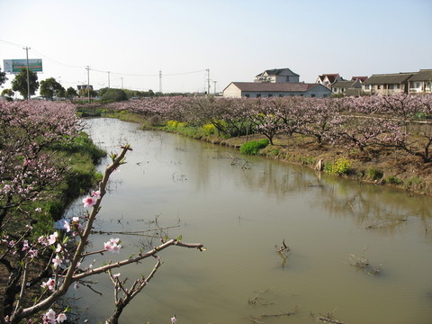 兩岸桃花