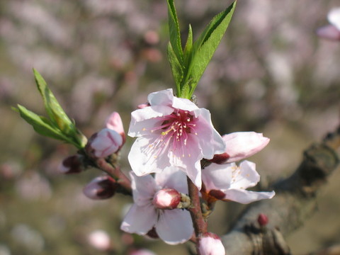 桃花