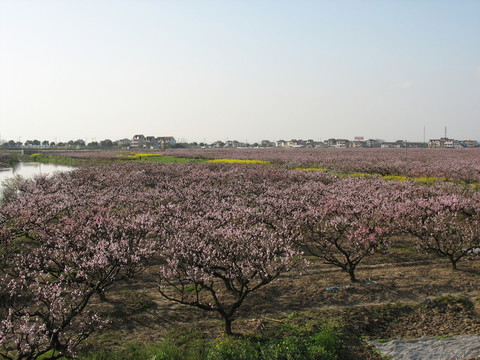 萬畝桃園