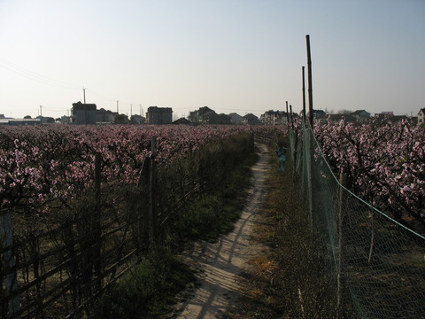 桃園