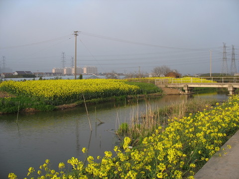 油菜花