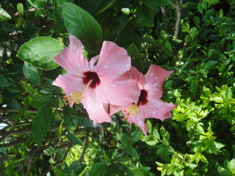 花