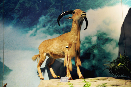 山羊標(biāo)本 雕塑