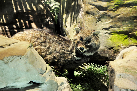 動物標(biāo)本