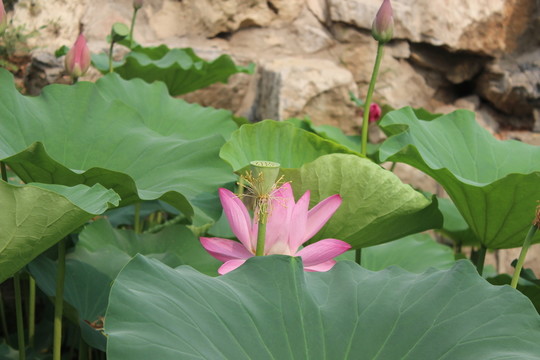 荷花