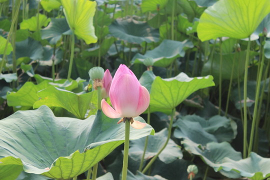 荷花