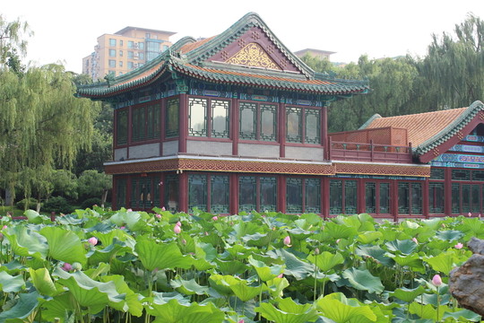 荷塘