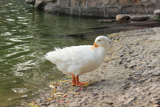 野鴨
