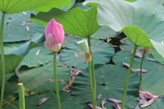 荷花