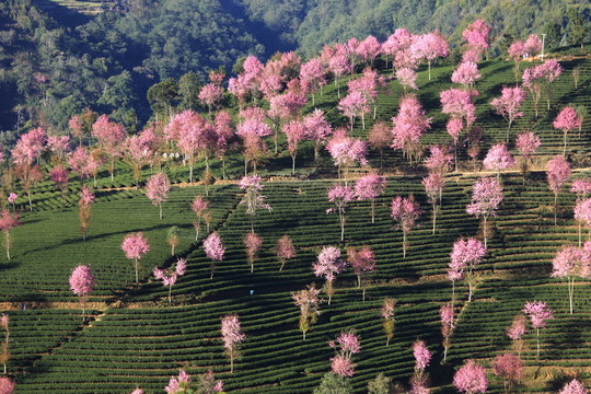 南澗 櫻花谷