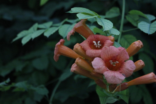 陶然公園