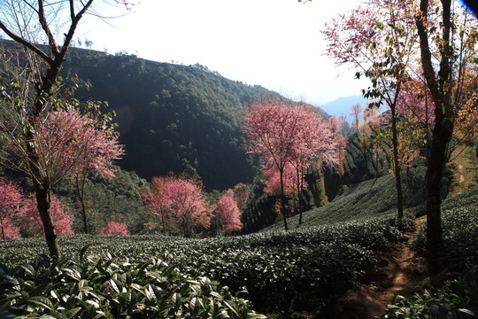南澗 櫻花谷