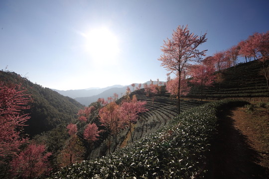 南澗 櫻花谷