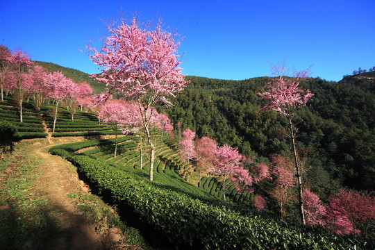 南澗 櫻花谷