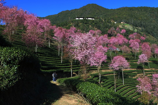 南澗 櫻花谷