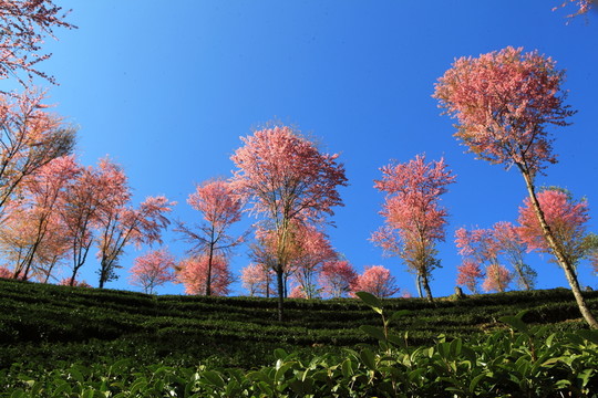 南澗 櫻花谷