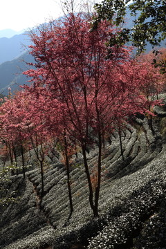 南澗 櫻花谷