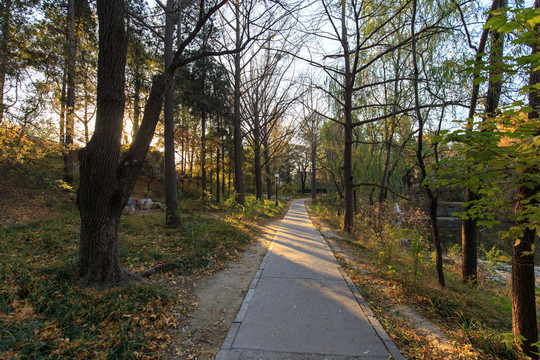 北京大學(xué)校園秋色林蔭道陽光