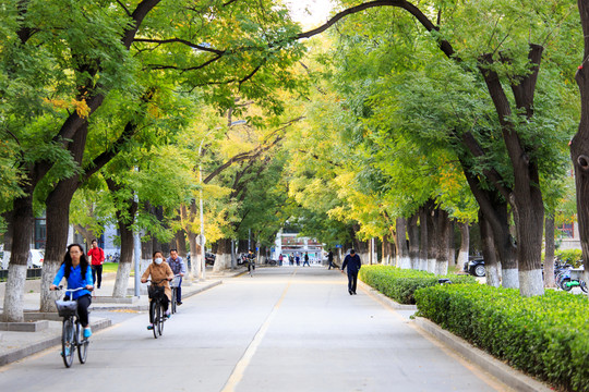 北京大學(xué)校園秋色林蔭道槐樹