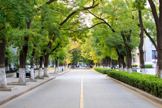 北京大學(xué)校園秋色林蔭道槐樹(shù)