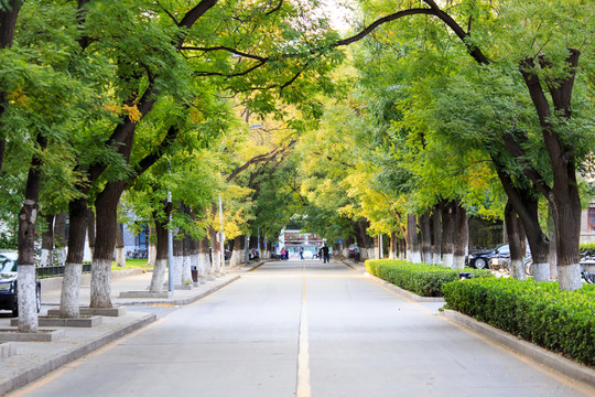 北京大學(xué)校園秋色林蔭道槐樹(shù)