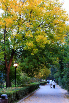 北京大學(xué)校園秋色林蔭道紅葉