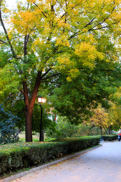 北京大學(xué)校園秋色林蔭道紅葉