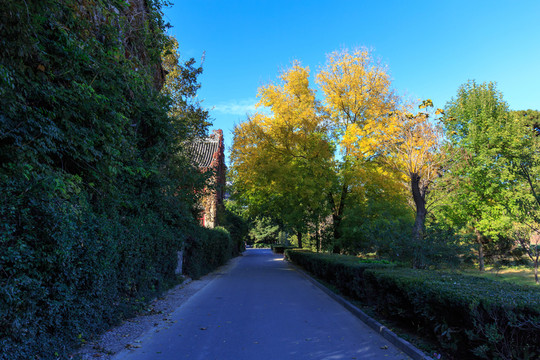 北京大學(xué)靜園秋色六院林蔭道紅葉