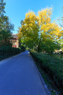 北京大學靜園秋色六院林蔭道紅葉