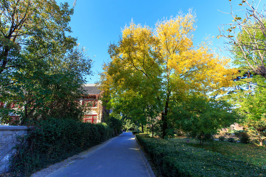北京大學靜園秋色六院林蔭道紅葉