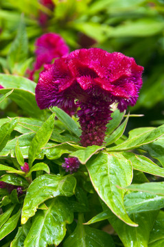 雞冠花