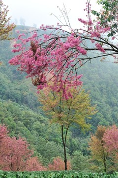 南澗 櫻花谷