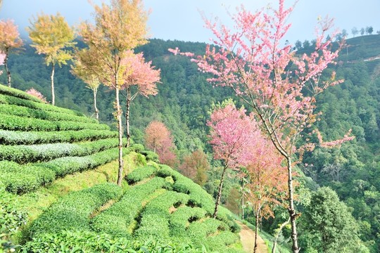 南澗 櫻花谷