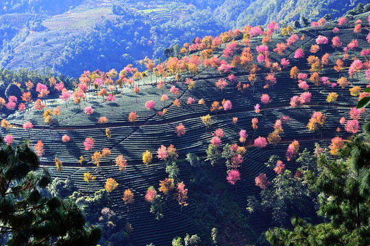 南澗 櫻花谷
