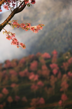 南澗 櫻花谷