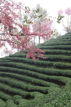 南澗 櫻花谷