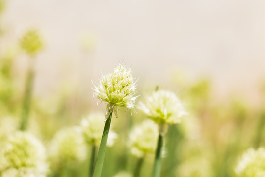 大蔥開(kāi)花