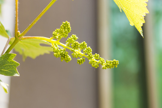 葡萄花蕾
