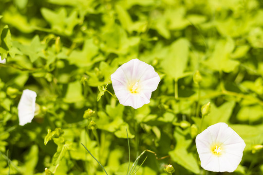 小牽牛花