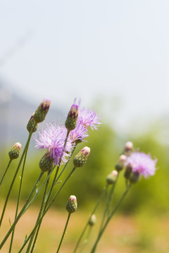紫花藿香薊