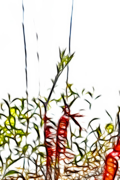 嫁接棗樹發(fā)芽