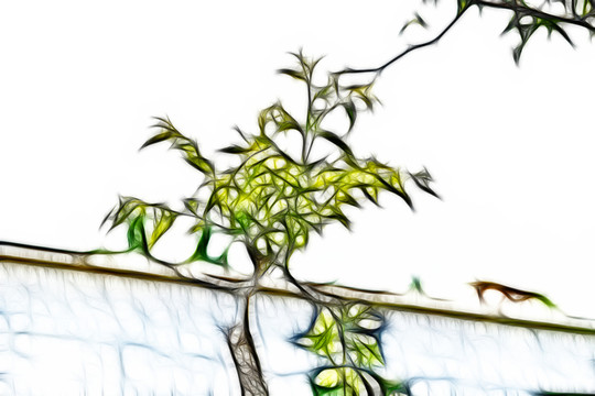 棗樹芽